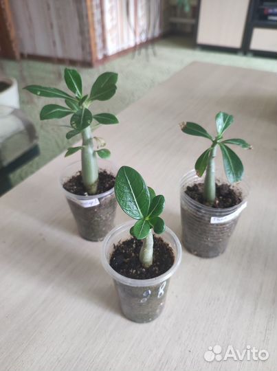 Комнатные цветы