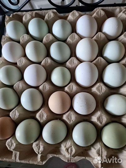 Домашние куриные яйца