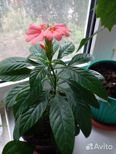 Крассандра