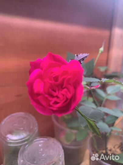 Роза бенгальская малинового цвета