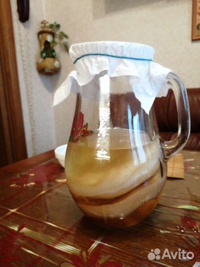 Чайный гриб