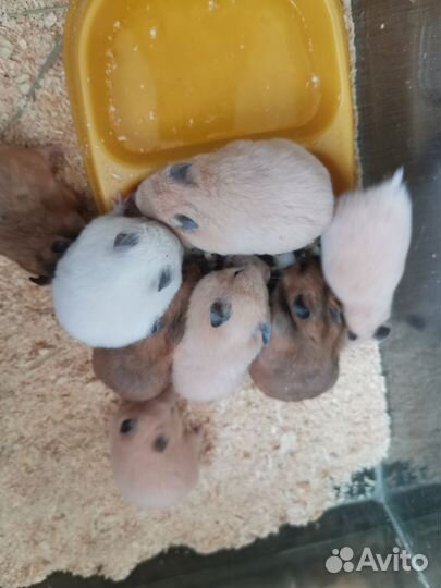 Сирийский хомяк