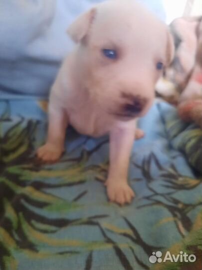 Маленькая собака ксоло