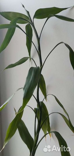 Бамбук, тростник