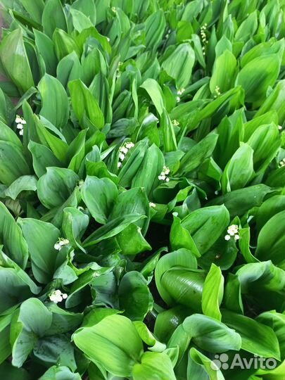 Ландыши рассада