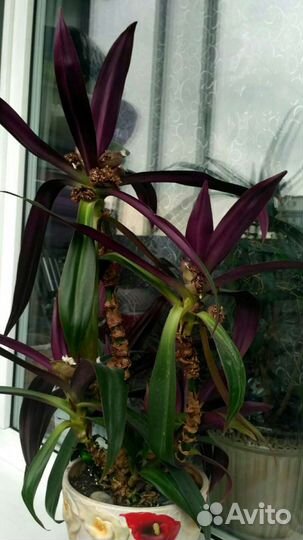 Рео комнатное растение