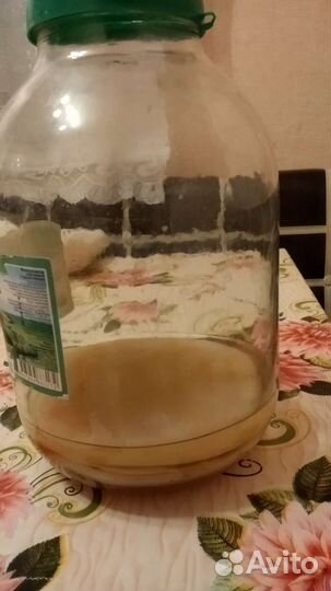 Комбуча (чайный гриб)