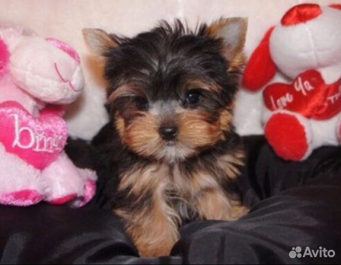 Эксклюзивные щенки йорка