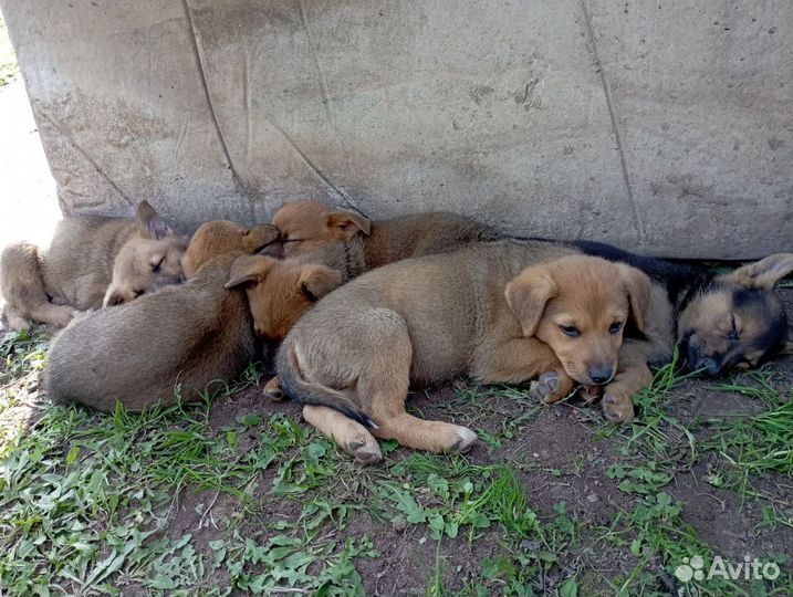 Отдаём щенят