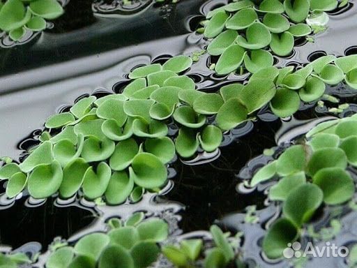 Аквариумные растения прополка