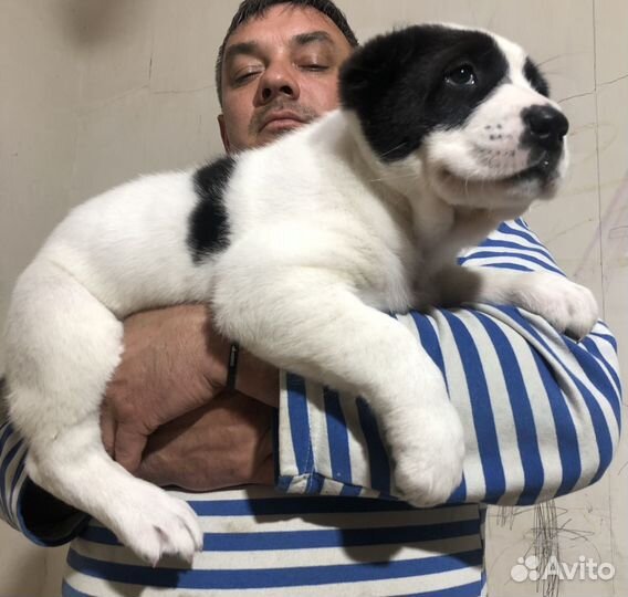 Среднеазиатская овчарка