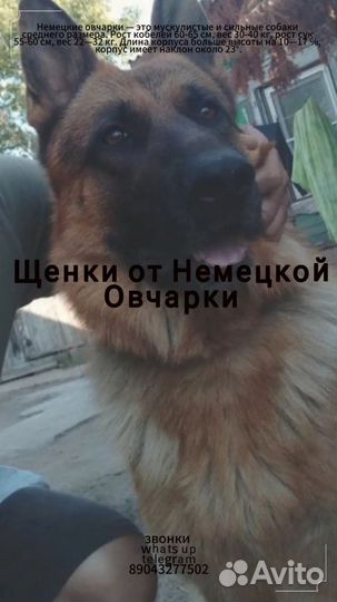 Щенок немецкой овчарки. Кобель, род.19мая