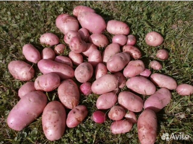 Продам картошку