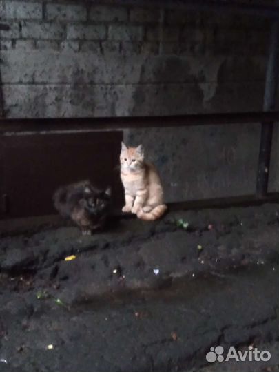 Красивые котята