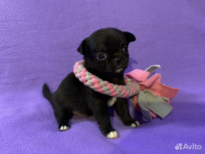 Чихуашки маленькие пантерки