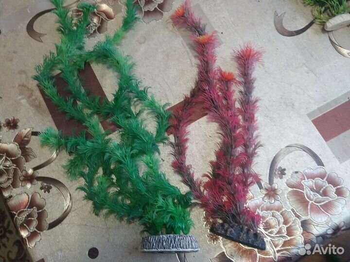 Растения для аквариума