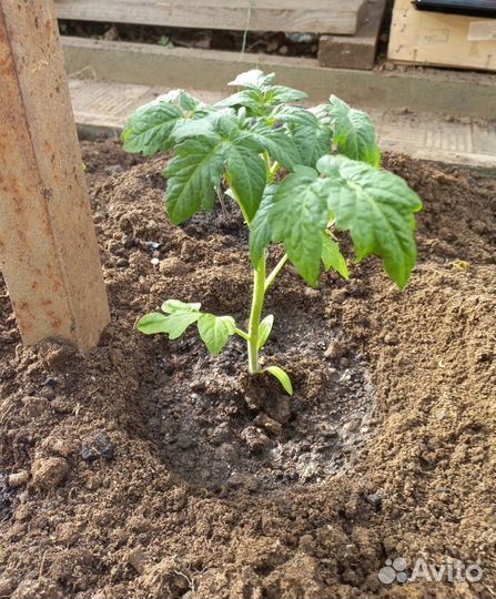 Черри и Балконное чудо рассада помидор томатов