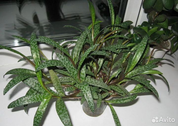 Диффенбахия Камилла, ледебурия