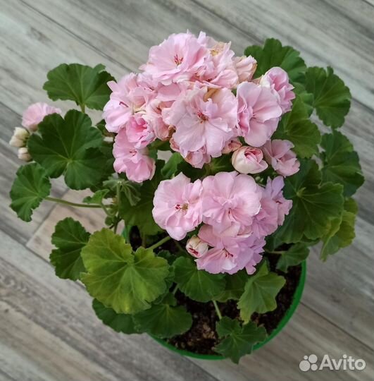 Пеларгония герань