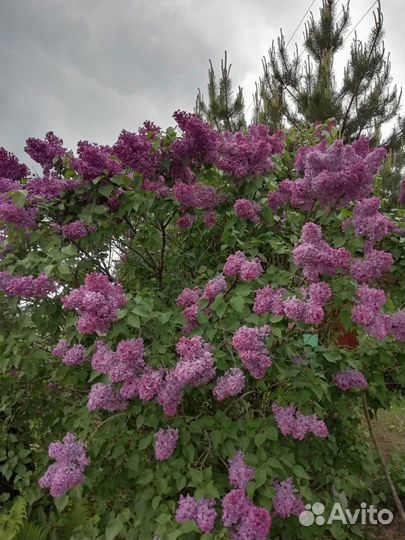 Сирень сортовая, малина