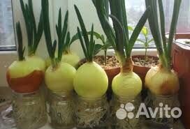 Лук для теплиц на перо оптом