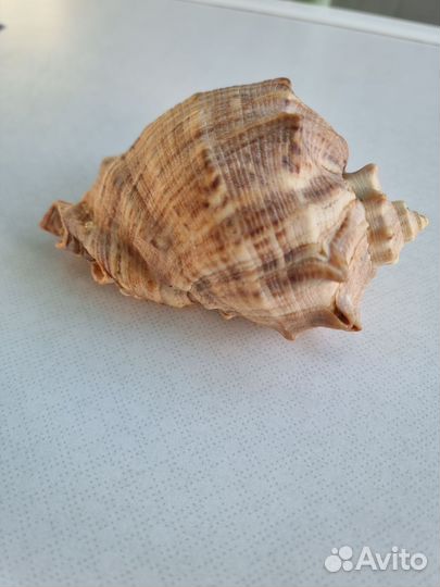 Ракушка морская большая