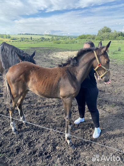 Лошадь Жеребчик