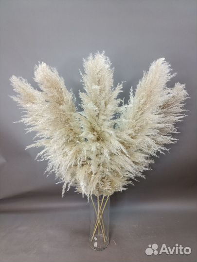 Пампасная трава/Сухоцветы