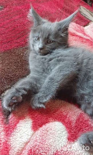 Котята мейн-кун