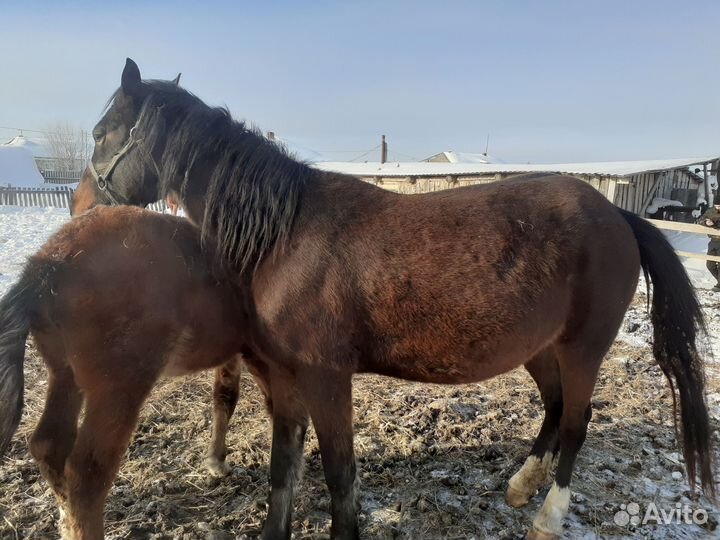 Продажа орловских лошадей