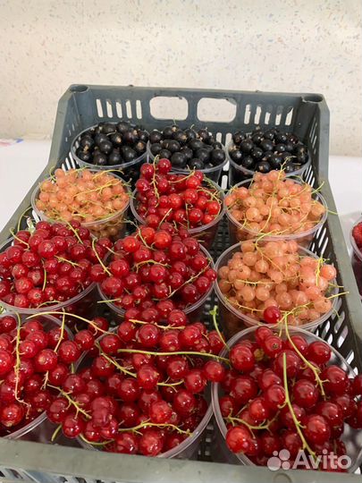 Саженцы смородины