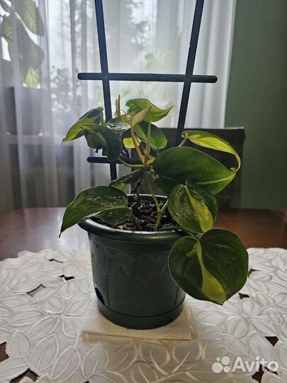 Филодендрон бразил