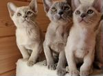 Бурманские котята голубая лиловая бурма с документ