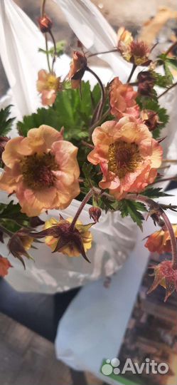 Гравилат май тай