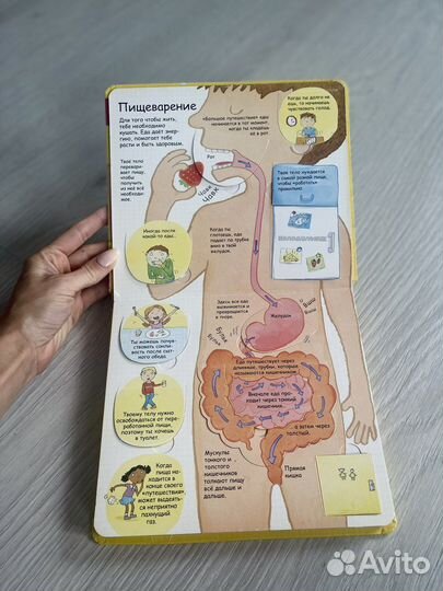 Секреты человека. Секретные створки