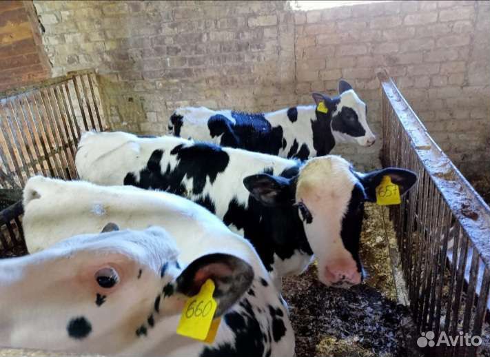 Бычки телята