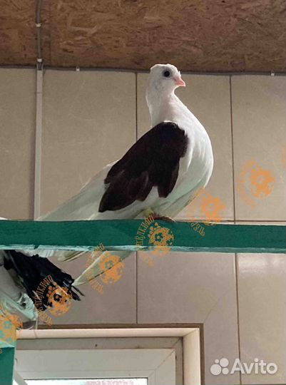 Голуби Статные Чилики