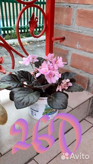 Фиалка взрослая в ассортименте