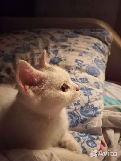 Кошка в добрые руки