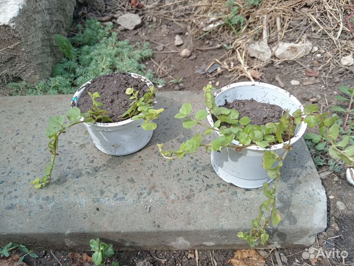 Садовые уличные растения очиток триколор вербейник