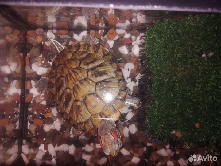 Красноухая черепаха