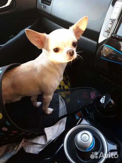 Услуги вязки кобель чихуахуа