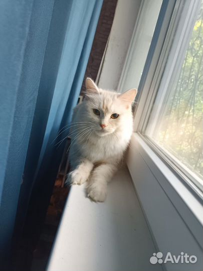 Курильский бобтейл