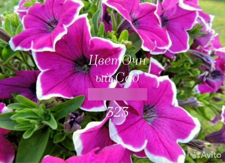 Цветы петунии рассада, калибрахоа, гейхеры, розы