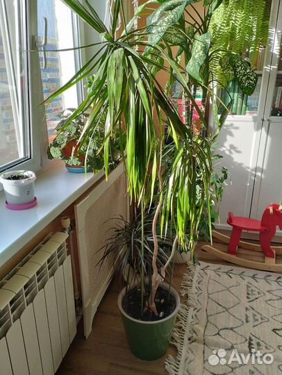 Пальма Драцена 130 см