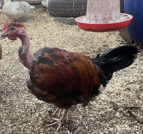 Петух голошейный