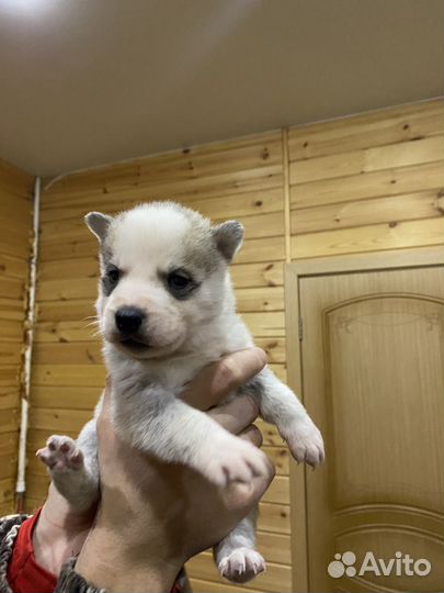 Сибирский хаски