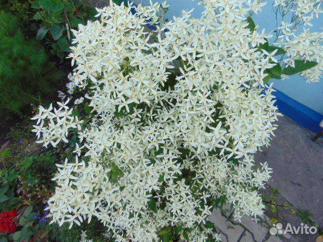 Клематис белое облако