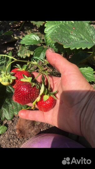 Саженцы сортовой клубники
