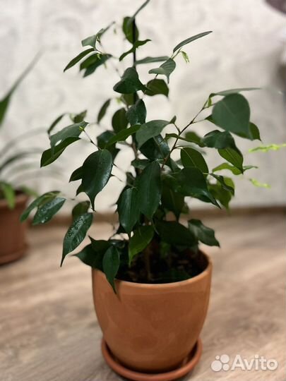 Бенджамина, Дипсис